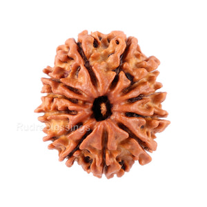 12 Mukhi Nepalese Rudraksha - Bead No. 81