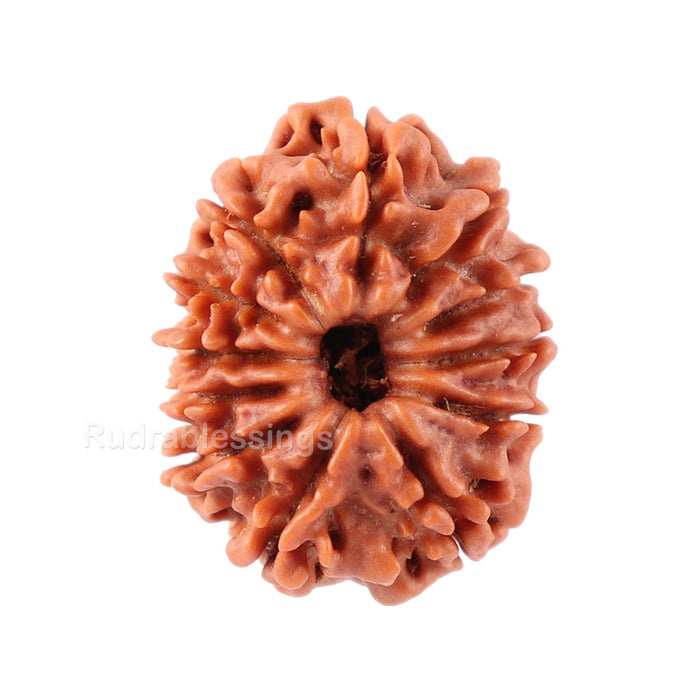 12 Mukhi Nepalese Rudraksha - Bead No. 83