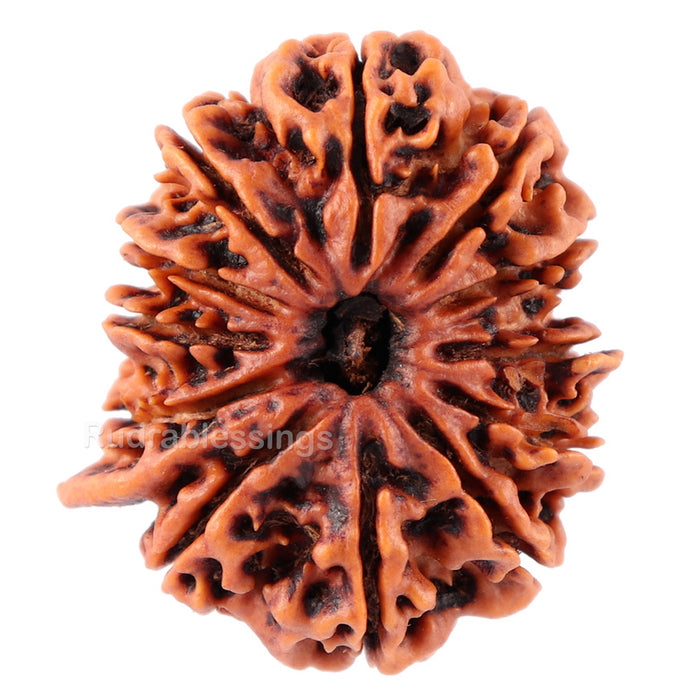 12 Mukhi Nepalese Ganesha Rudraksha - Bead No. 84
