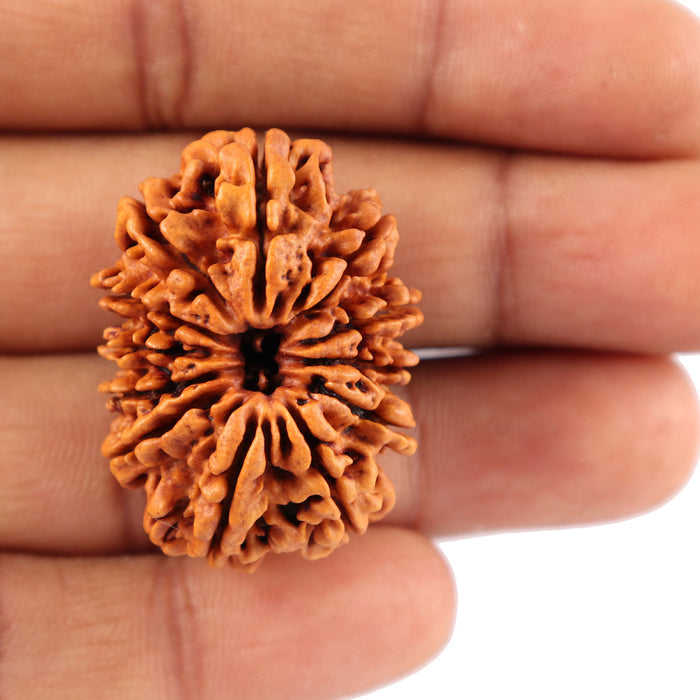 12 Mukhi Nepalese Rudraksha - Bead No. 78