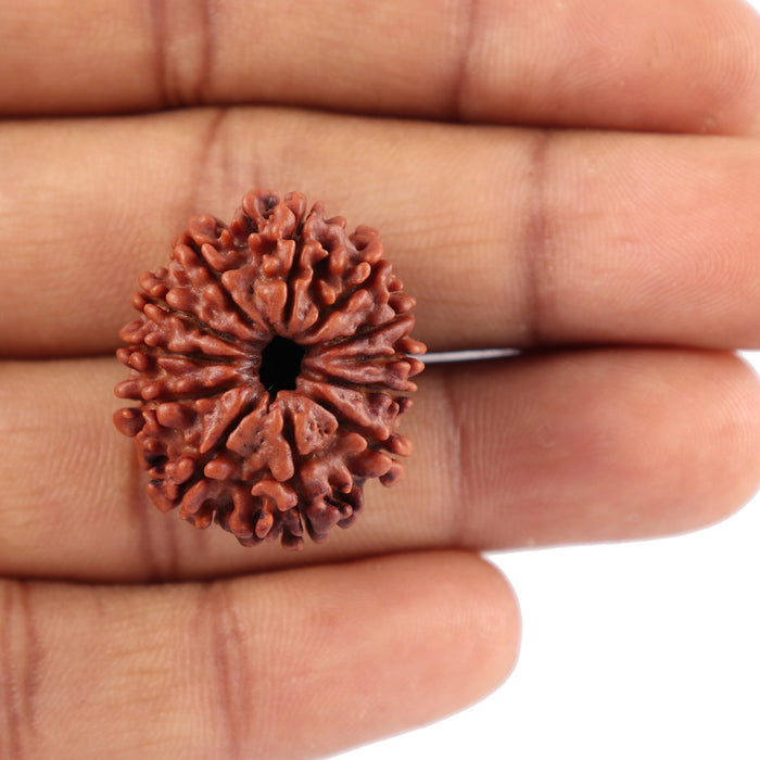 12 Mukhi Nepalese Rudraksha - Bead No. 80