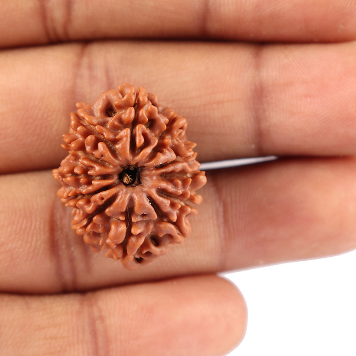 12 Mukhi Nepalese Rudraksha - Bead No. 82