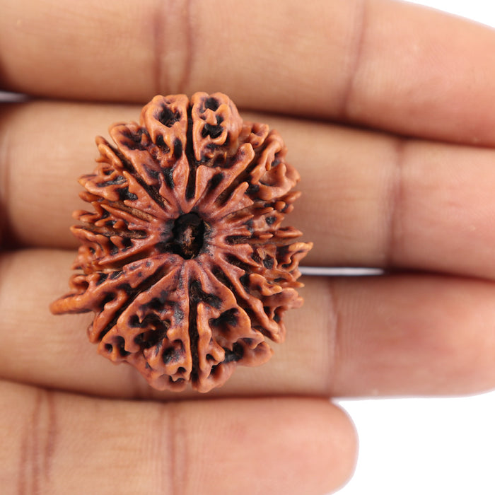 12 Mukhi Nepalese Ganesha Rudraksha - Bead No. 84