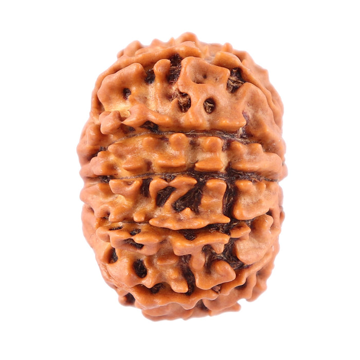 12 Mukhi Nepalese Rudraksha - Bead No. 81