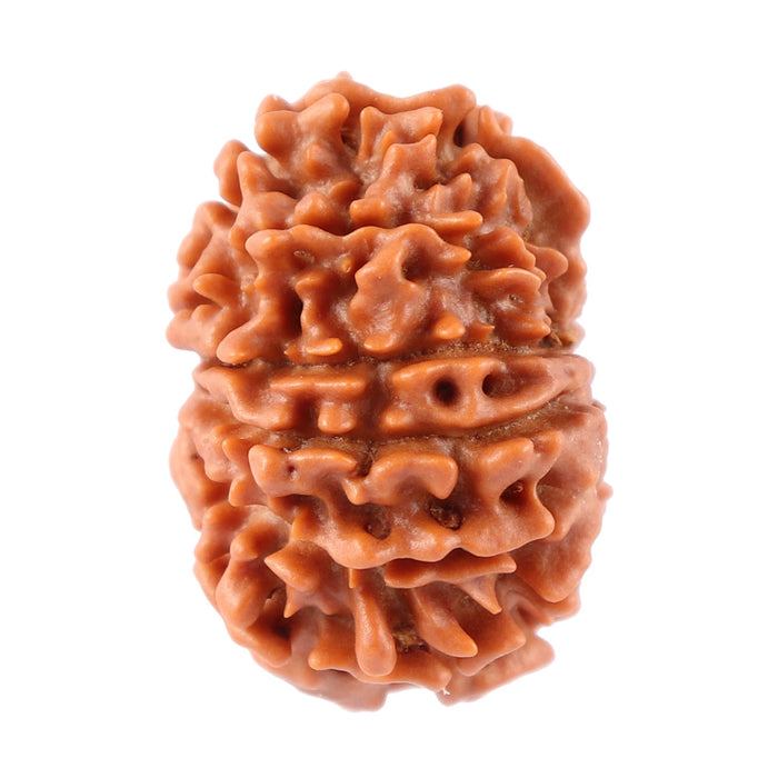 12 Mukhi Nepalese Rudraksha - Bead No. 82
