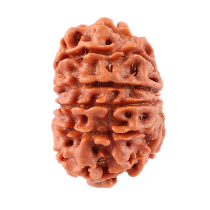 12 Mukhi Nepalese Rudraksha - Bead No. 83