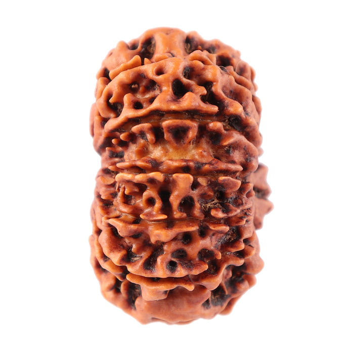 12 Mukhi Nepalese Ganesha Rudraksha - Bead No. 84