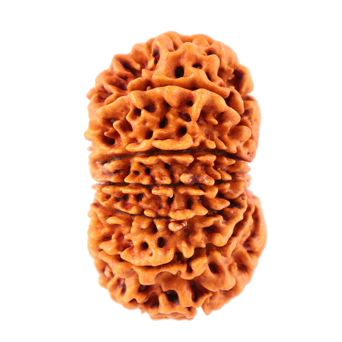 12 Mukhi Nepalese Rudraksha - Bead No. 78