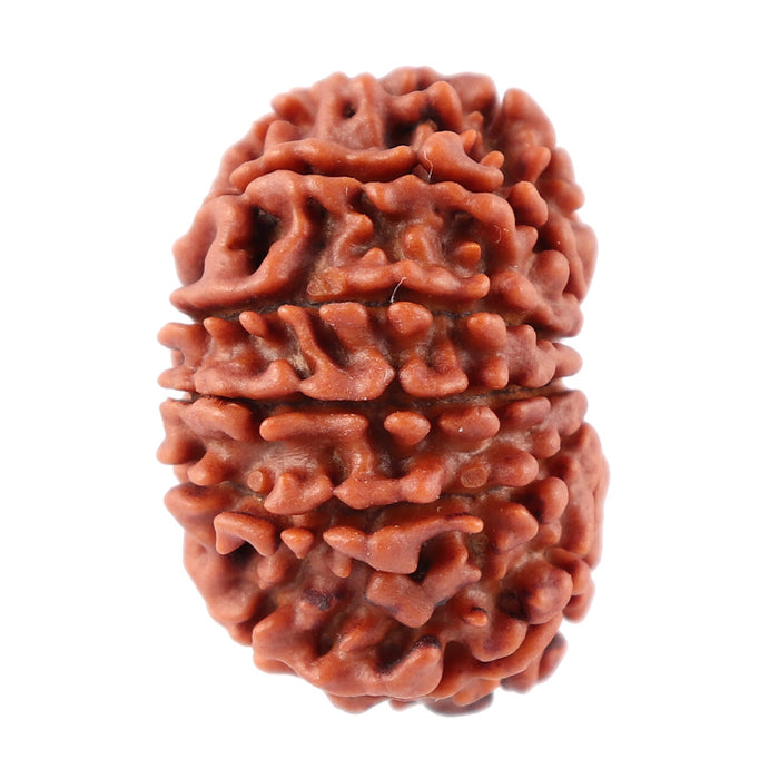 12 Mukhi Nepalese Rudraksha - Bead No. 80