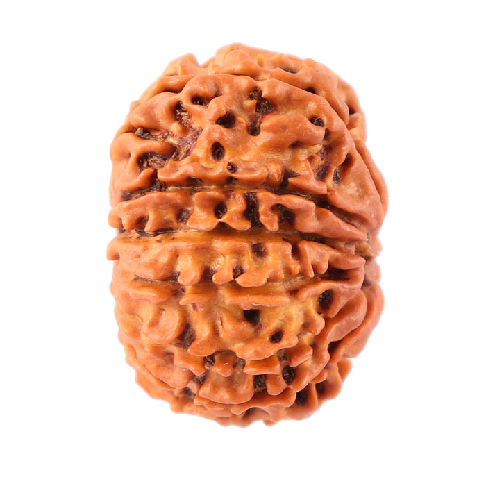 12 Mukhi Nepalese Rudraksha - Bead No. 81