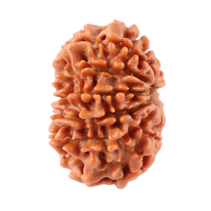 12 Mukhi Nepalese Rudraksha - Bead No. 82