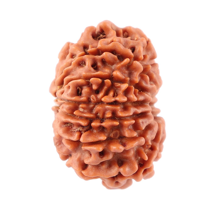 12 Mukhi Nepalese Rudraksha - Bead No. 83