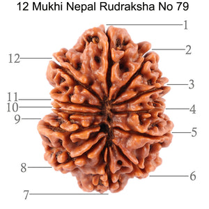 12 Mukhi Nepalese Rudraksha - Bead No. 79