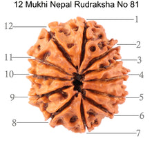 Load image into Gallery viewer, 12 Mukhi Nepalese Rudraksha - Bead No. 81
