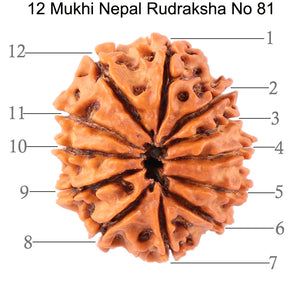 12 Mukhi Nepalese Rudraksha - Bead No. 81