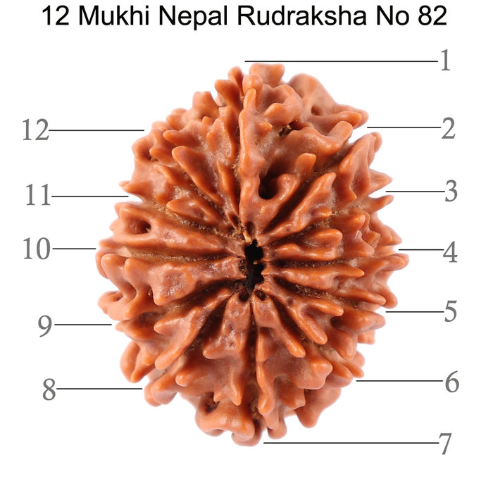 12 Mukhi Nepalese Rudraksha - Bead No. 82