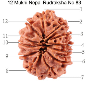 12 Mukhi Nepalese Rudraksha - Bead No. 83