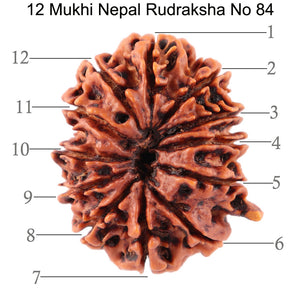 12 Mukhi Nepalese Ganesha Rudraksha - Bead No. 84