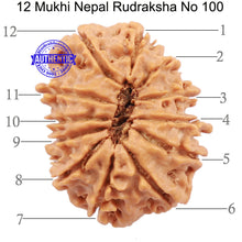 Load image into Gallery viewer, 12 Mukhi Nepalese Rudraksha - Bead No. 100
