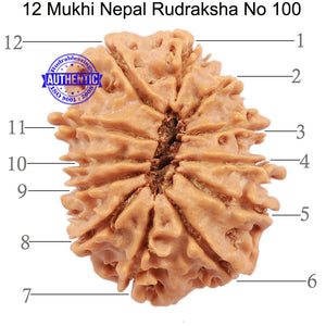 12 Mukhi Nepalese Rudraksha - Bead No. 100