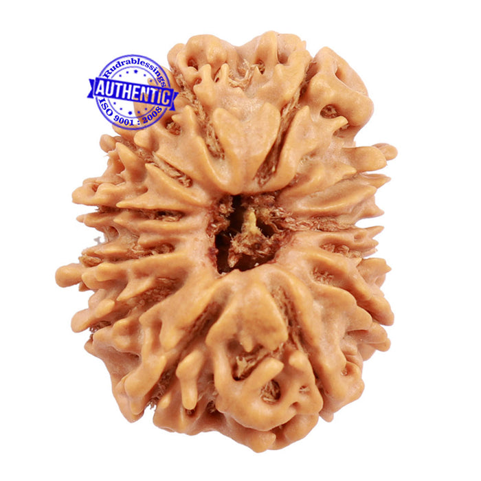 12 Mukhi Nepalese Rudraksha - Bead No. 100