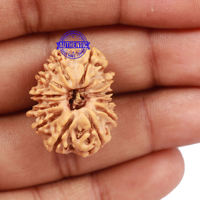12 Mukhi Nepalese Rudraksha - Bead No. 100