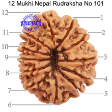 Load image into Gallery viewer, 12 Mukhi Nepalese Rudraksha - Bead No. 101
