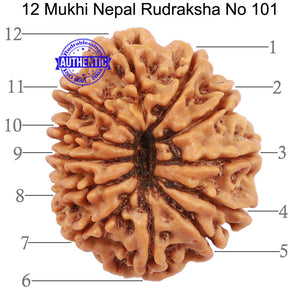 12 Mukhi Nepalese Rudraksha - Bead No. 101
