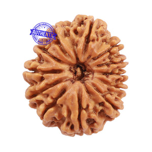12 Mukhi Nepalese Rudraksha - Bead No. 101