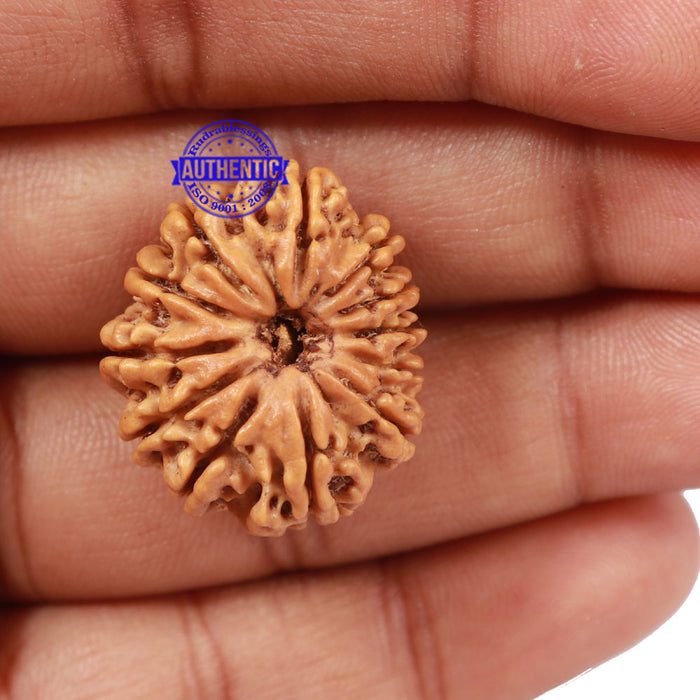 12 Mukhi Nepalese Rudraksha - Bead No. 101