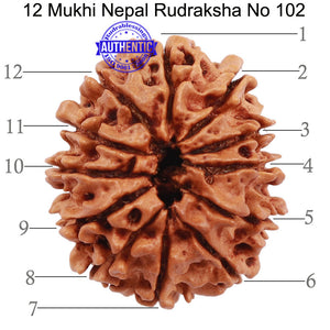 12 Mukhi Nepalese Rudraksha - Bead No. 102