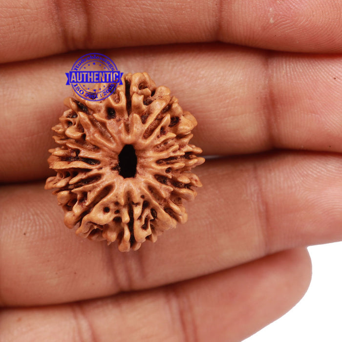 12 Mukhi Nepalese Rudraksha - Bead No. 102