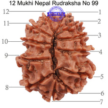 Load image into Gallery viewer, 12 Mukhi Nepalese Rudraksha - Bead No. 99

