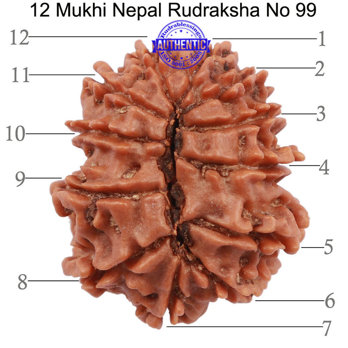 12 Mukhi Nepalese Rudraksha - Bead No. 99