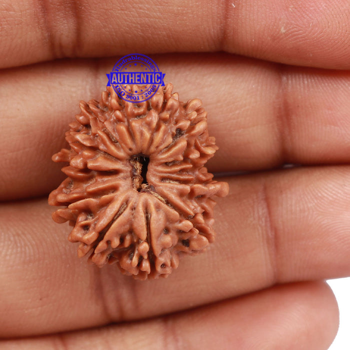 12 Mukhi Nepalese Rudraksha - Bead No. 99