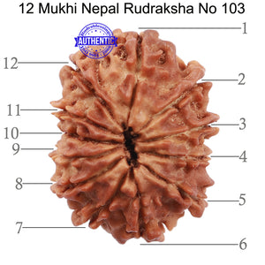 12 Mukhi Nepalese Rudraksha - Bead No. 103