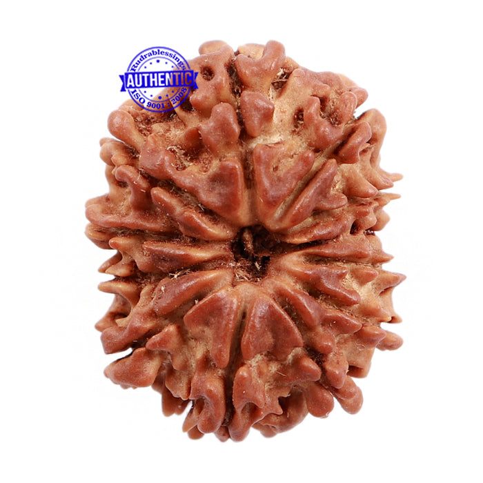 12 Mukhi Nepalese Rudraksha - Bead No. 103