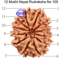 Load image into Gallery viewer, 12 Mukhi Nepalese Rudraksha - Bead No. 105
