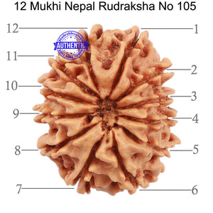 12 Mukhi Nepalese Rudraksha - Bead No. 105