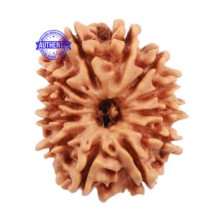 12 Mukhi Nepalese Rudraksha - Bead No. 105