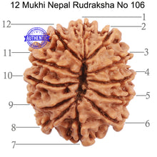 Load image into Gallery viewer, 12 Mukhi Nepalese Rudraksha - Bead No. 106
