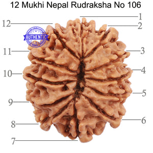 12 Mukhi Nepalese Rudraksha - Bead No. 106