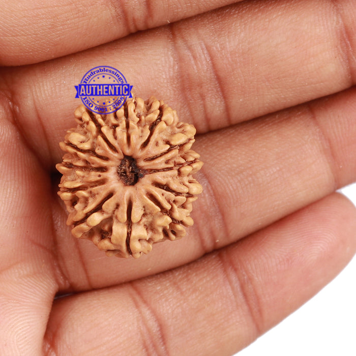 12 Mukhi Nepalese Rudraksha - Bead No. 106