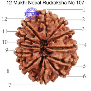 12 Mukhi Nepalese Rudraksha - Bead No. 107