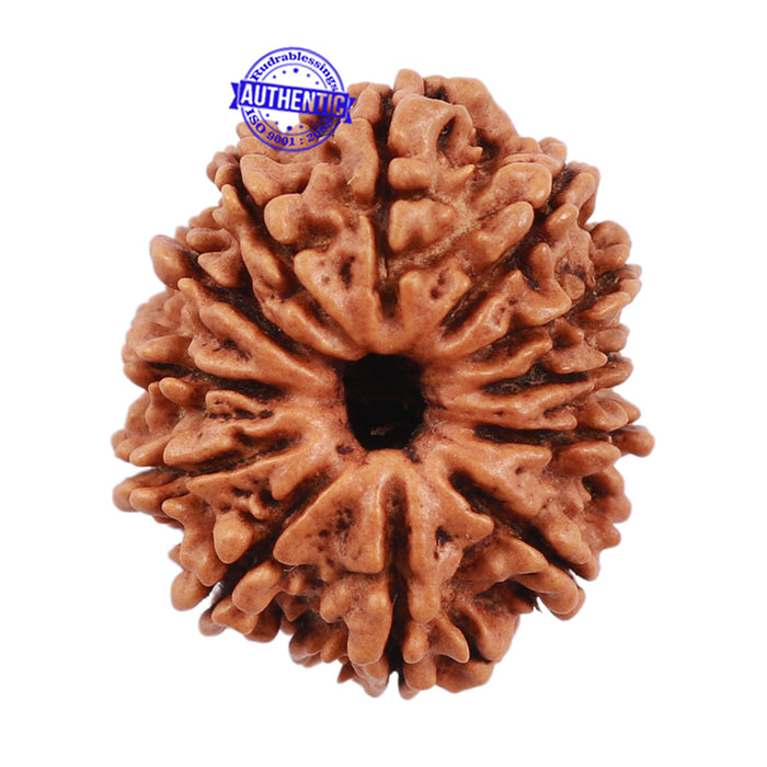 12 Mukhi Nepalese Rudraksha - Bead No. 107