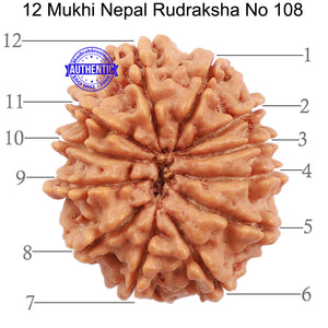 12 Mukhi Nepalese Rudraksha - Bead No. 108