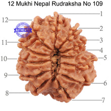 Load image into Gallery viewer, 12 Mukhi Nepalese Rudraksha - Bead No. 109
