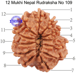 12 Mukhi Nepalese Rudraksha - Bead No. 109