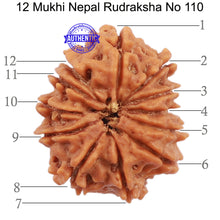 Load image into Gallery viewer, 12 Mukhi Nepalese Rudraksha - Bead No. 110
