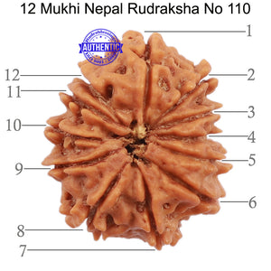 12 Mukhi Nepalese Rudraksha - Bead No. 110